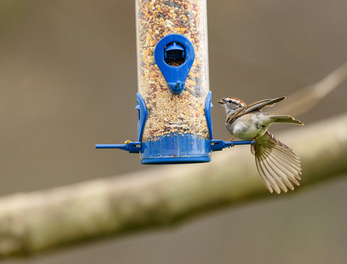 EASY Step to Keep Ants Away From Hummingbird Feeders 3